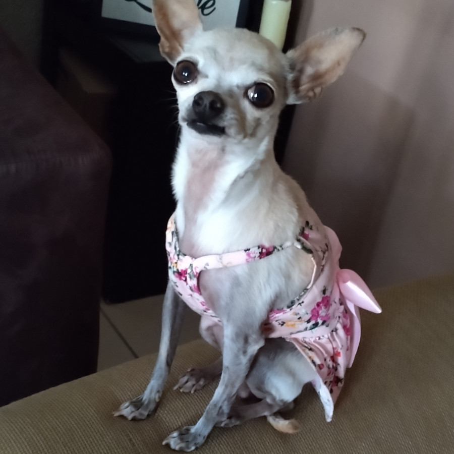 LUNA | Raza Chihuahua | Perdida