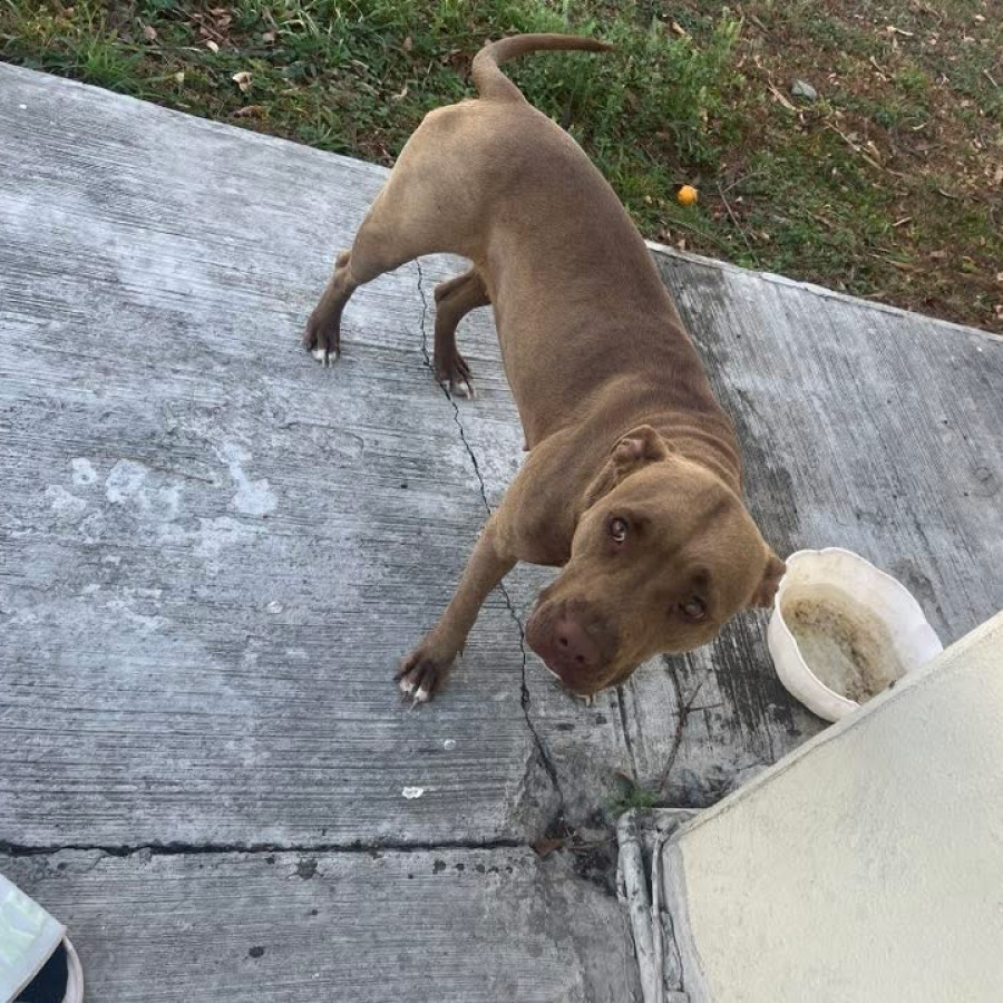 BONNIE | Raza American Pitbull Terrier | Perdida