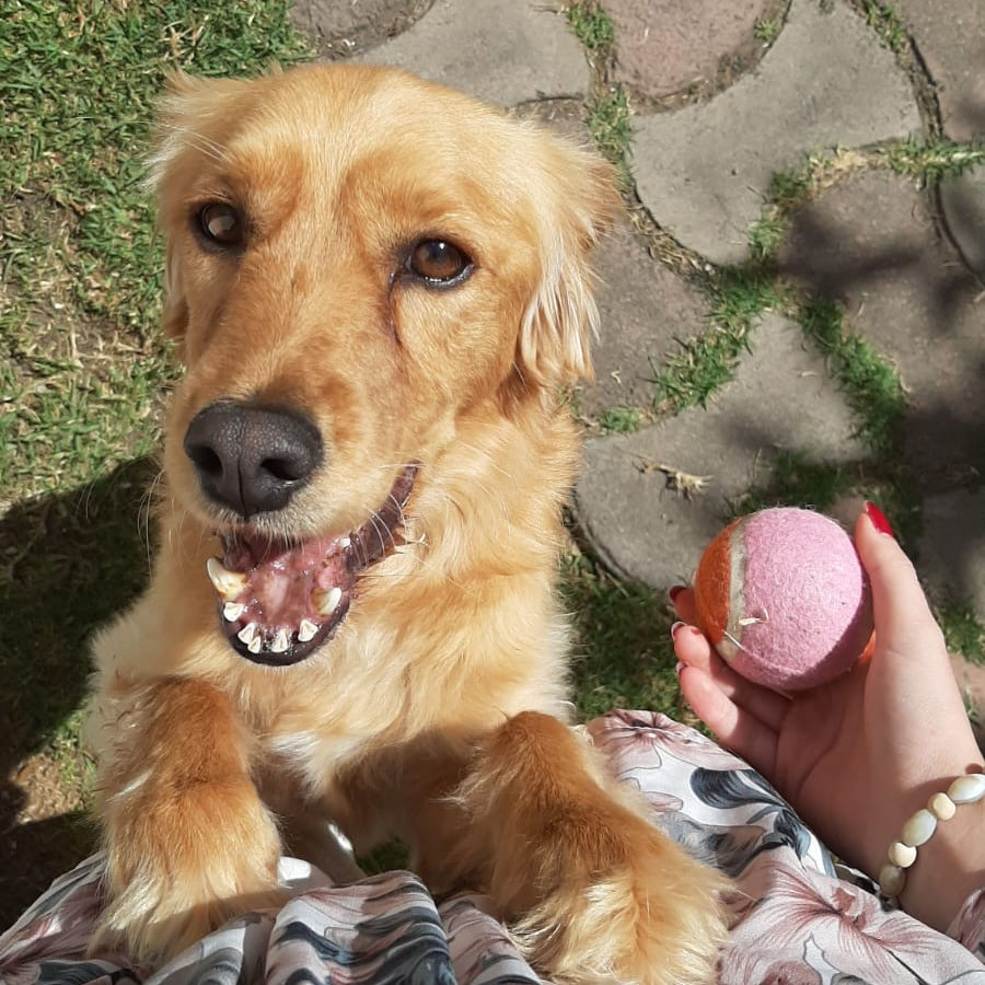 BROWNIE | Raza Mestizo, cruza de Cocker Spaniel | Perdido