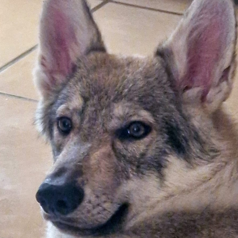AGNES | Raza Perro Lobo de Czech o Checoslovaco | Perdida