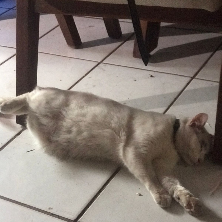 NUBE | Raza Doméstico Américano de Pelo Corto | Perdida