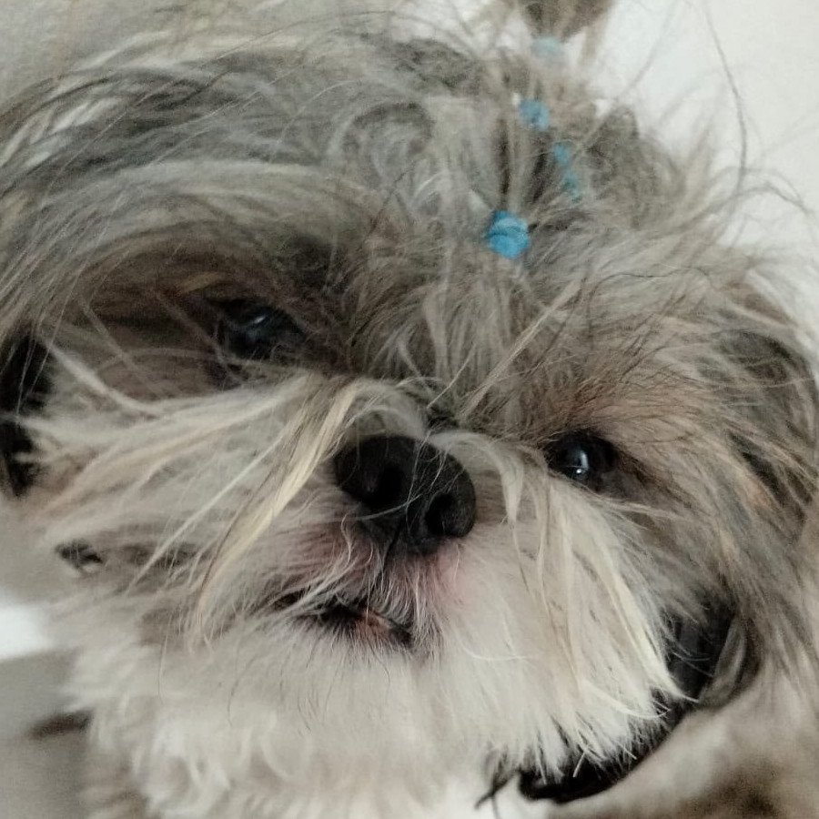 TRAPO | Raza Shih Tzu  | Perdido