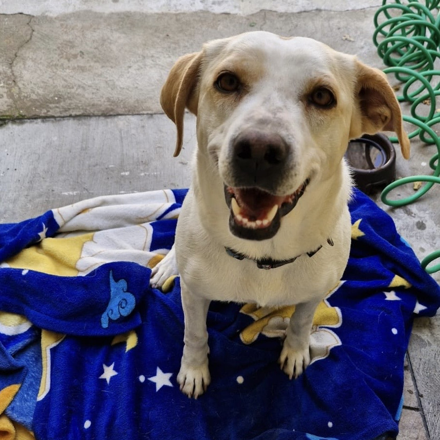  | Raza Mestiza, cruza de Labrador | Encontrada
