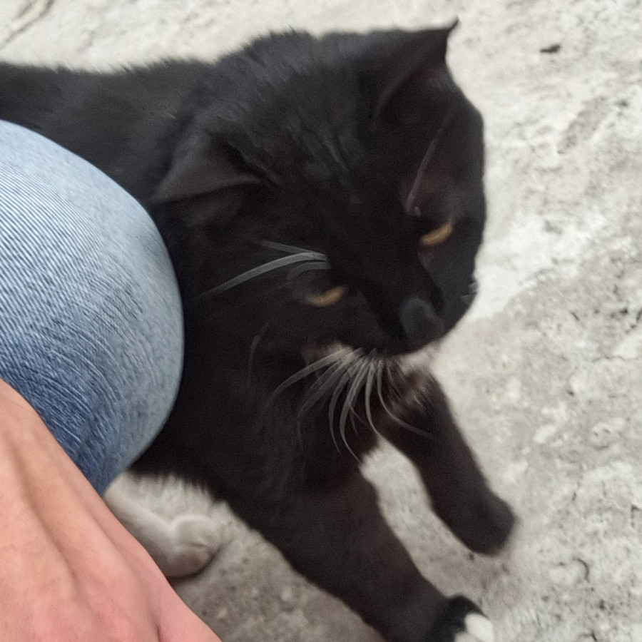 PANCHO | Raza Doméstico Américano de Pelo Corto | Perdido