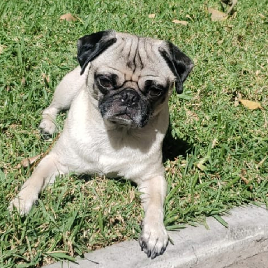 TYRION | Raza Pug o Carlin | Perdido