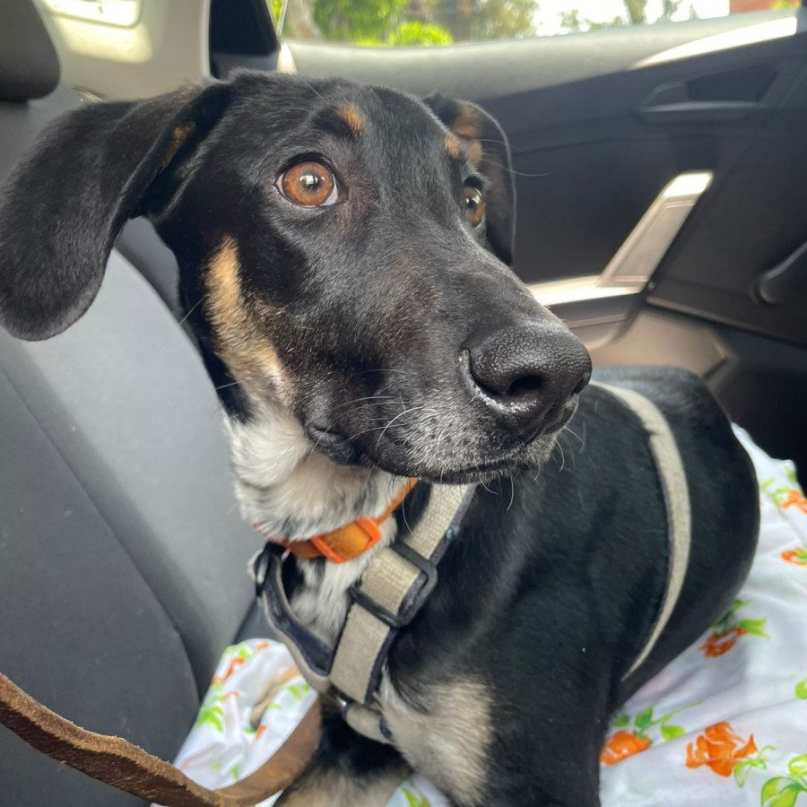 GUACO | Raza Mestizo | En Adopción