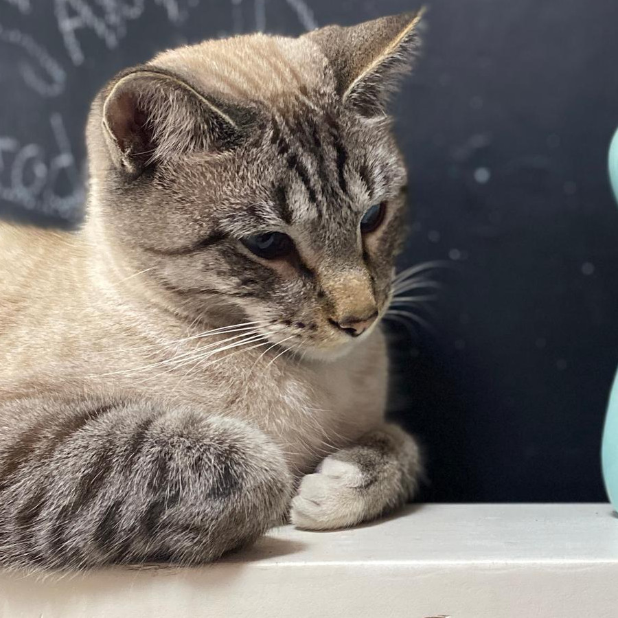 MISCO | Raza Aslan o Siamés moderno, punto tabby | Perdido