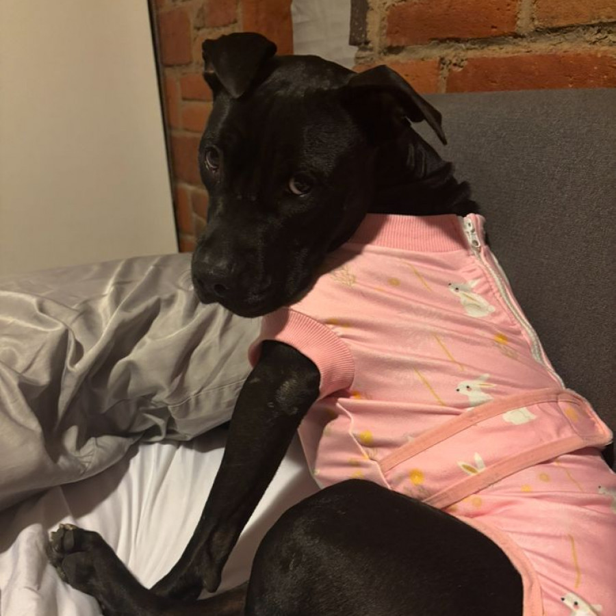 OLIVIA | Raza Mestiza,  cruza de American Pitbull Terrier | Perdida