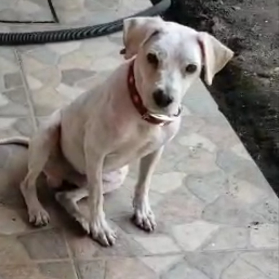 BENJI | Raza Mestizo | En Adopción