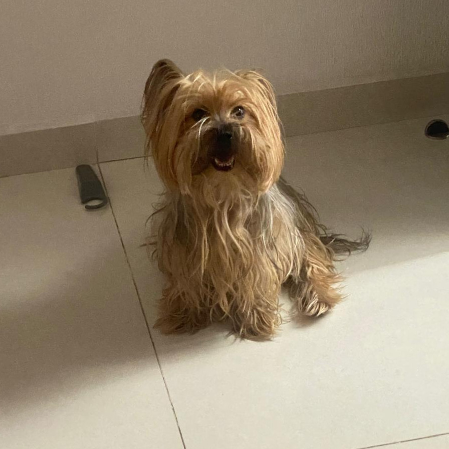 BRIT O BRITI | Raza Yorkshire Terrier (Yorkie) | Perdida