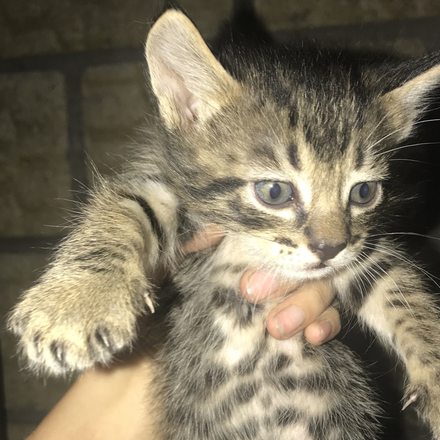 LINO | Raza Doméstico Americano de Pelo Corto | En Adopción