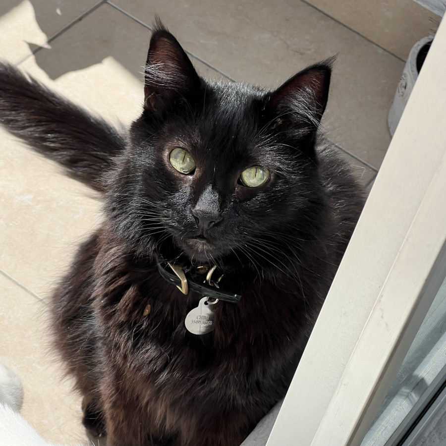 CHIMI | Raza Angora Turco Negro | Perdido