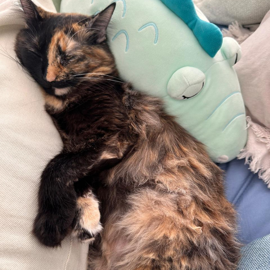 LULA | Raza Calicó de pelo semilargo | Final Feliz