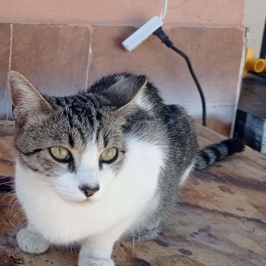 LILU | Raza Doméstico Americano de pelo corto | Perdida