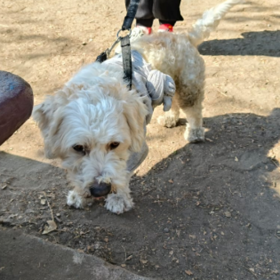  | Raza Mestizo, cruza de French Poodle con Schnauzer,  (Schnoodle) | Encontrado