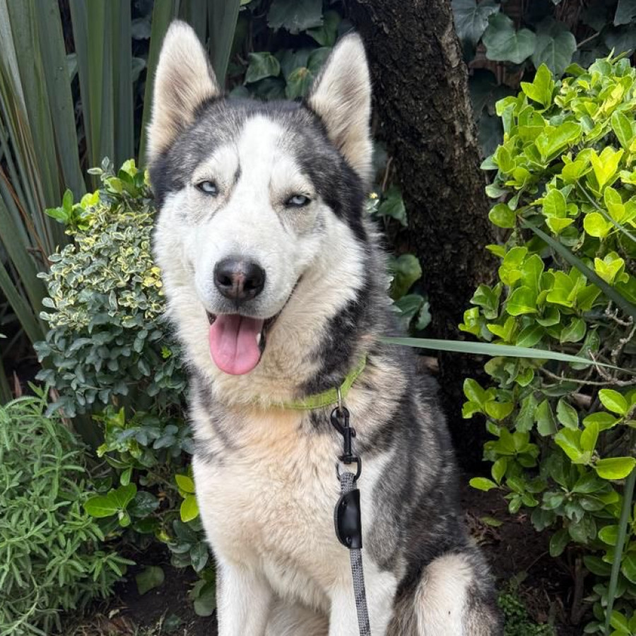 MARIANO | Raza Husky Siberiano | En Adopción
