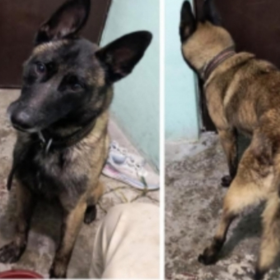 ZEUS | Raza Pastor Belga Maliniois | Perdido