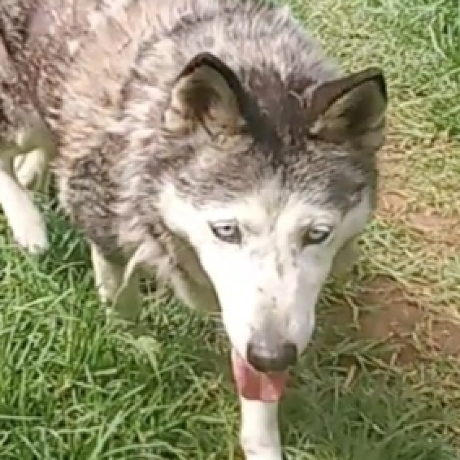  | Raza Husky Siberiano | Encontrada
