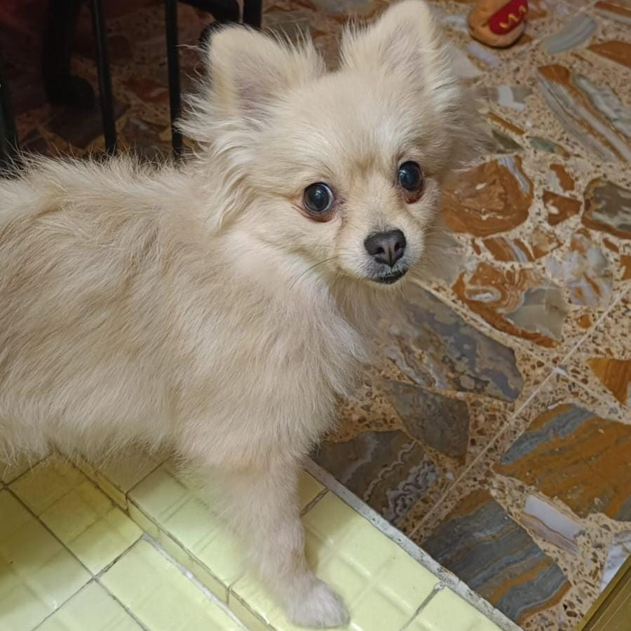 LILY | Raza Pomerania | Perdida