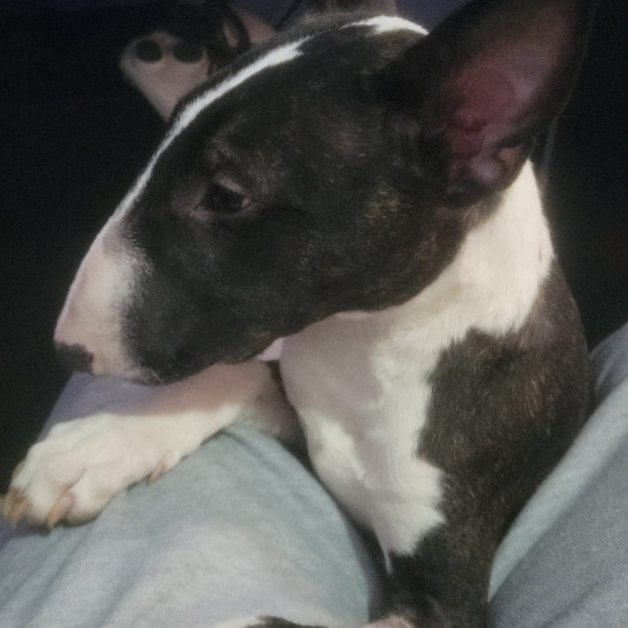 CROLO | Raza Bull Terrier Inglés | Perdido