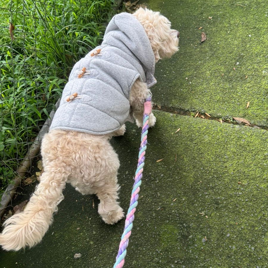 HENRY | Raza Mestizo, cruza de French Poodle con  Maltés,  (Maltipoo) | Perdido