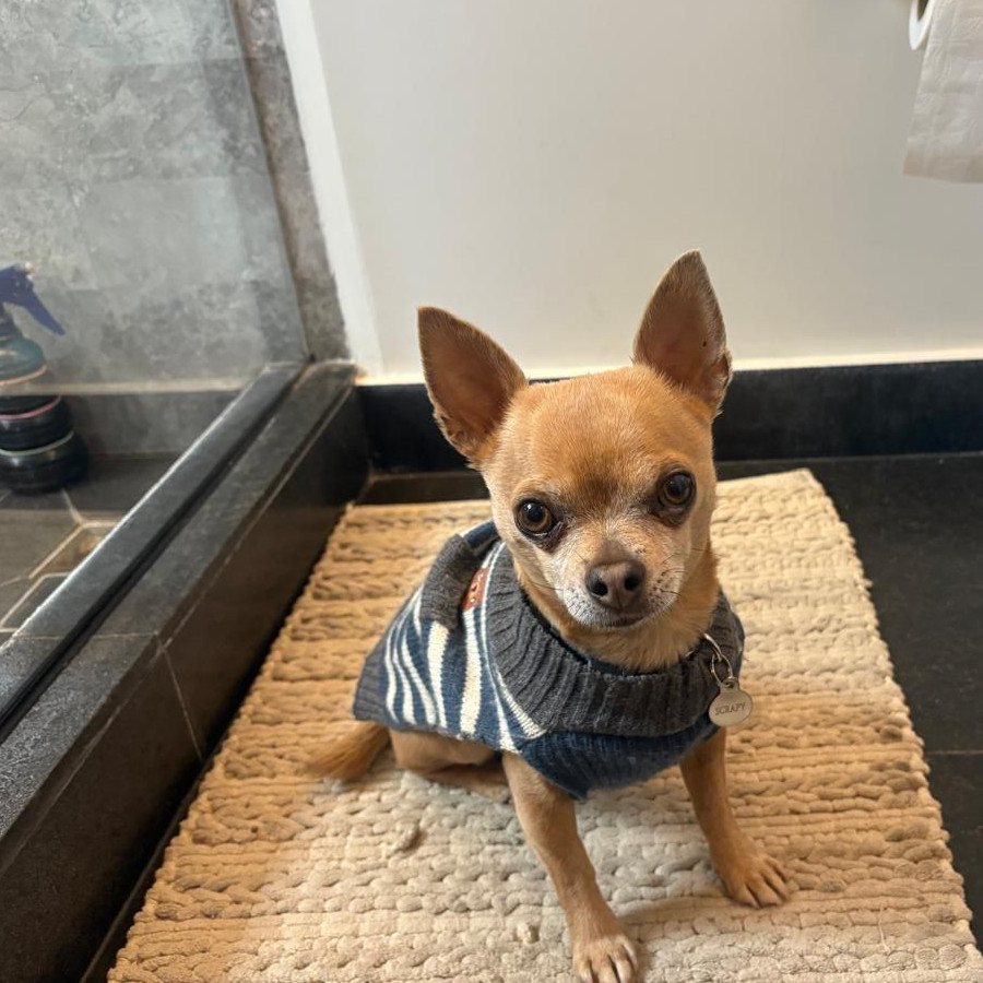 SCRAPY | Raza Chihuahua | Final Feliz