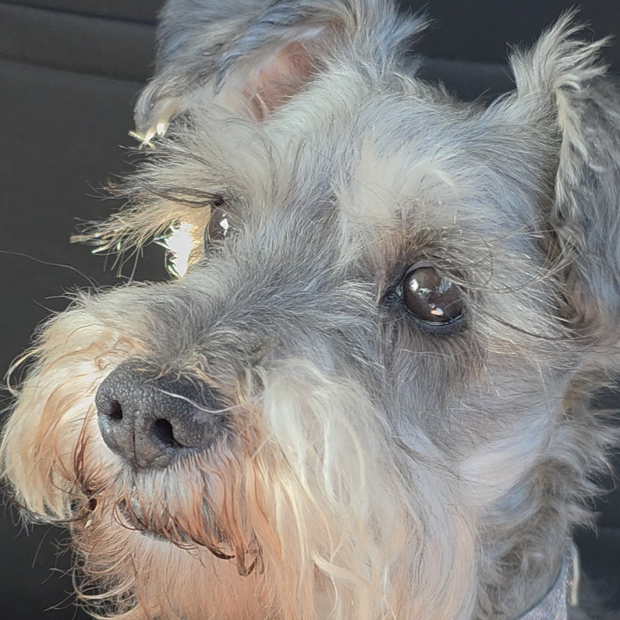 GANYA | Raza Schnauzer | Perdida