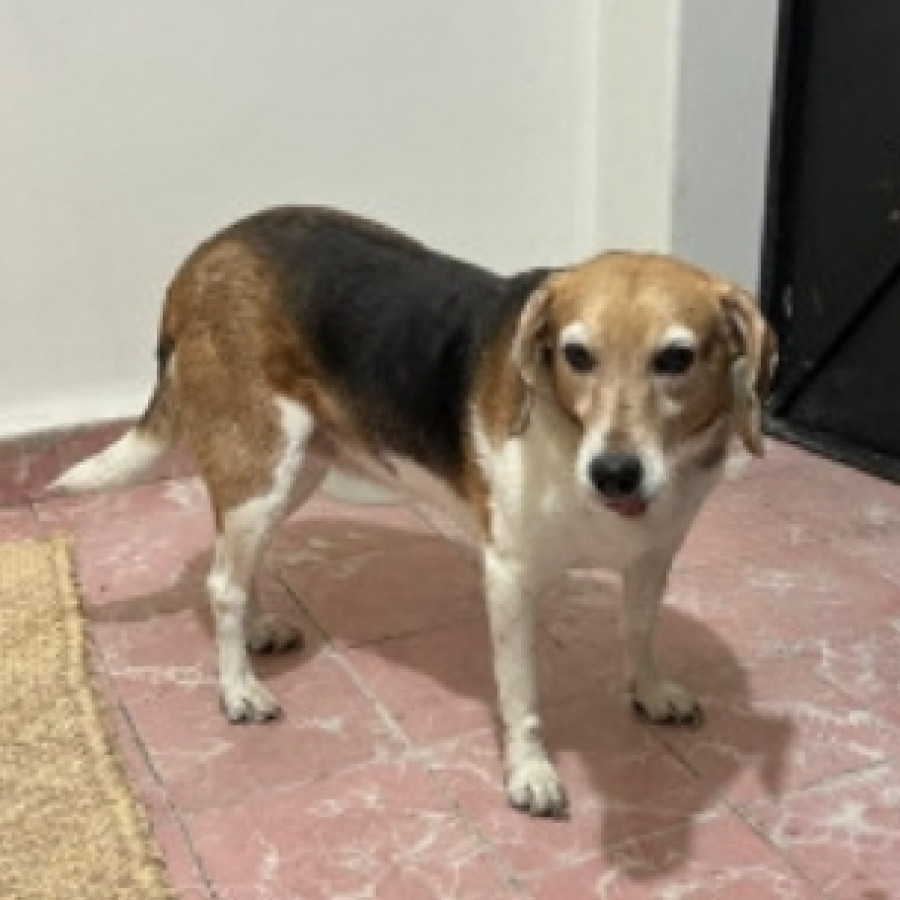  | Raza Beagle | Final Feliz