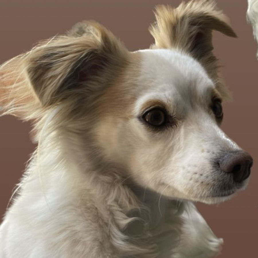 PETUNIA | Raza Mestiza | Final Feliz