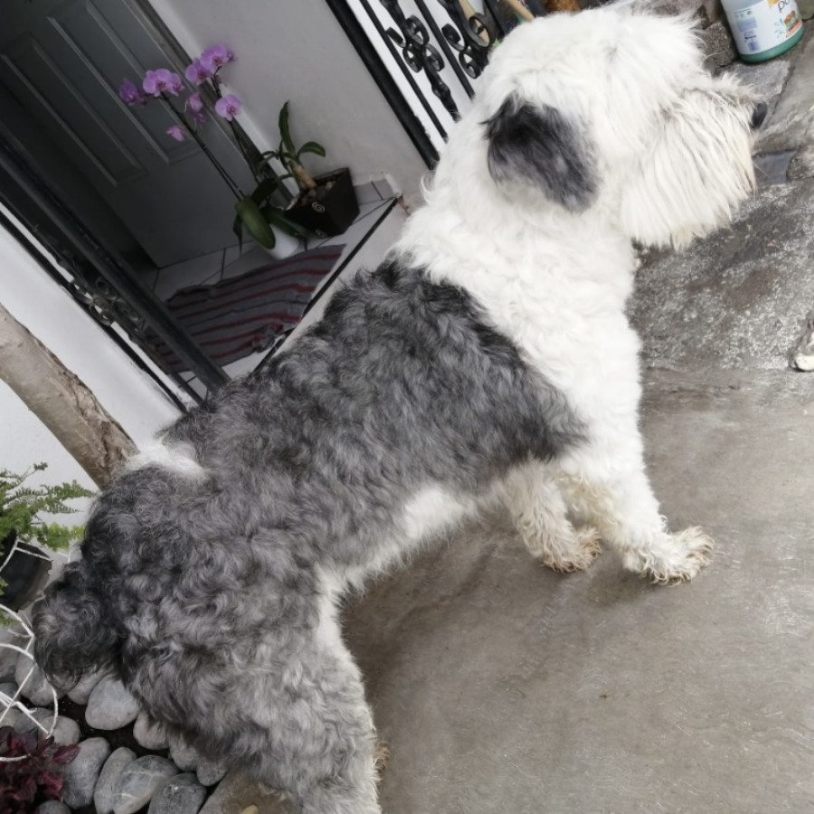 KIRA | Raza Viejo Pastor Inglés | Perdida