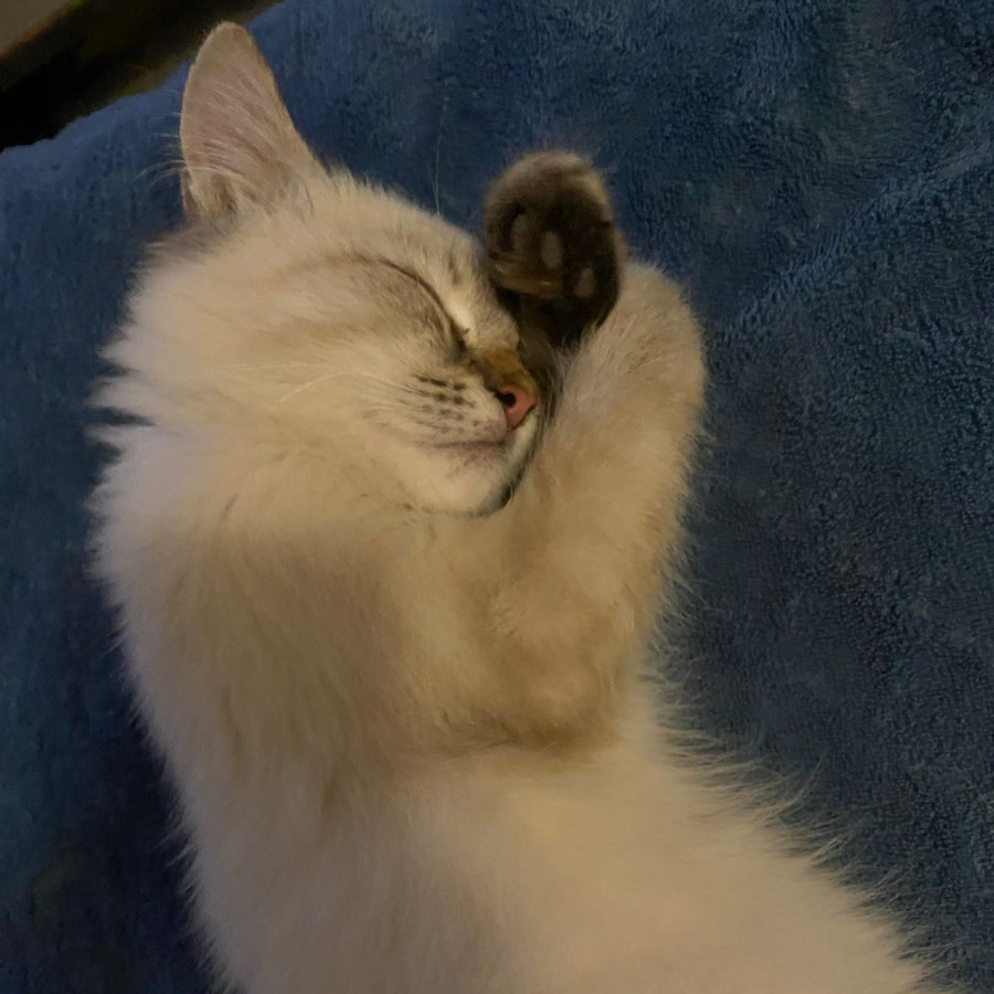 COCO | Raza Balinés Punto Tabby | Final Feliz