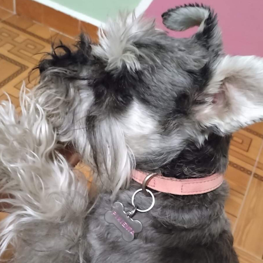 PIMIENTA | Raza Schnauzer | Perdida