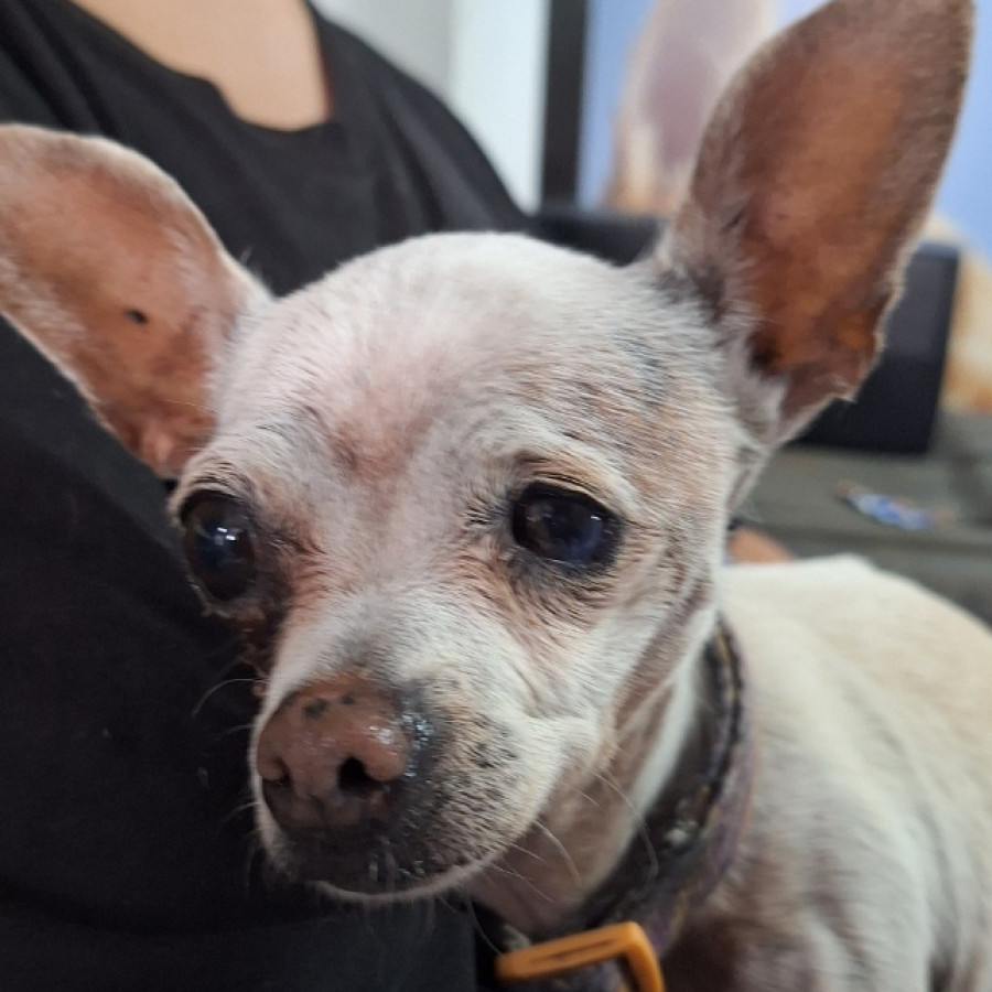  | Raza Chihuahua | Encontrada