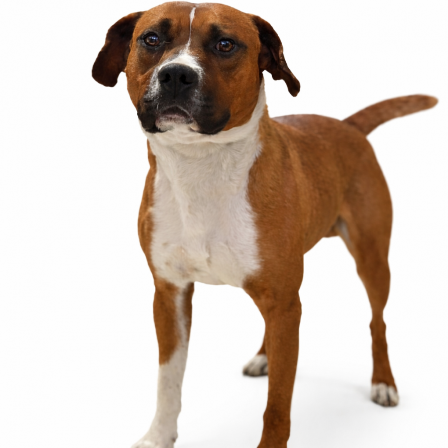  | Raza Mestizo, cruza de American Pitbull Terrier | Encontrado