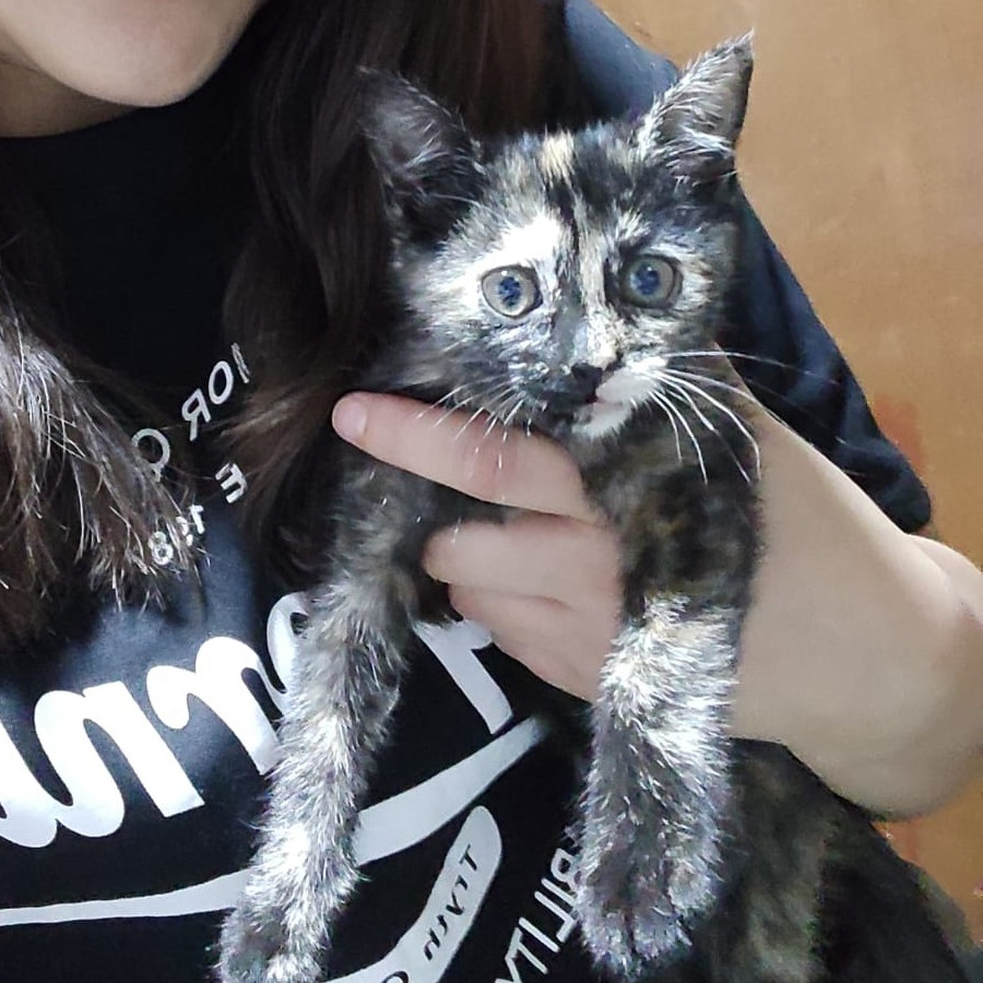MANCHITAS | Raza Calicó de pelo corto | En Adopción