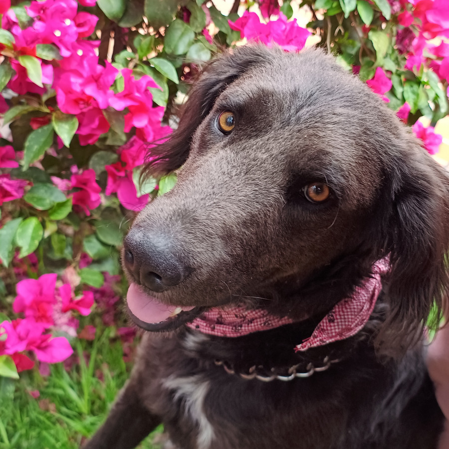 BRUNO | Raza Mestizo, posible cruza de Flat Coated Retriever | En Adopción