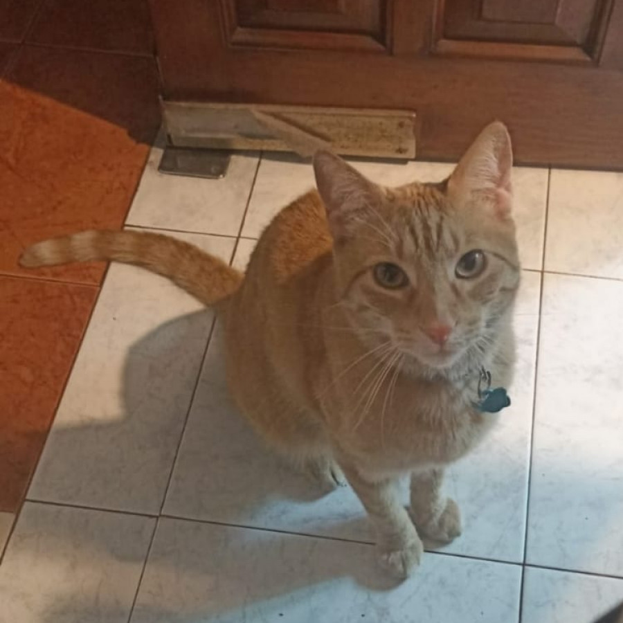 COCO | Raza Doméstico Américano de Pelo Corto | Perdido