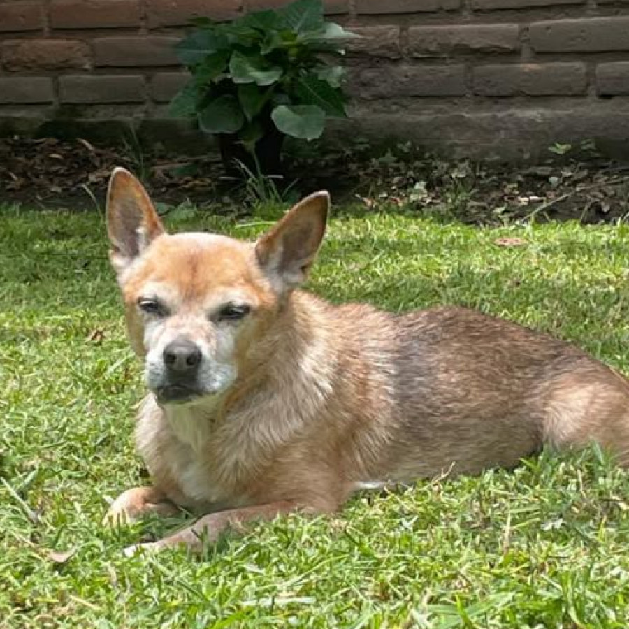 PULGA | Raza Chihuahua | Perdido