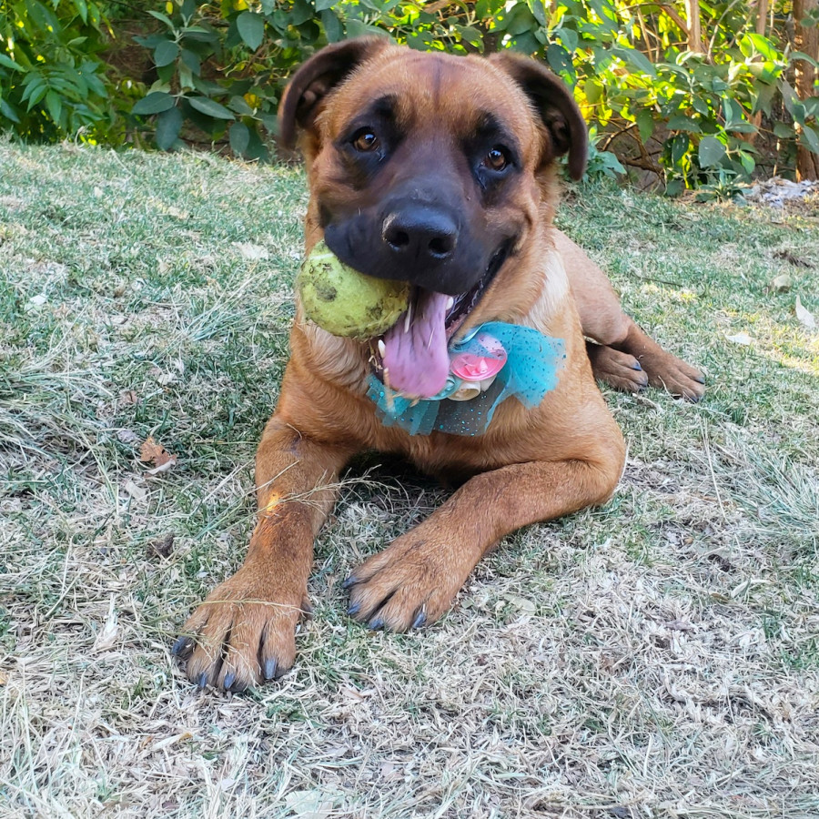 KYRA | Raza Mestiza, cruza de Pastor Belga Malinois | En Adopción