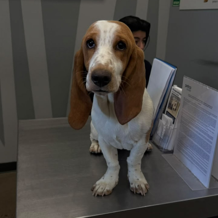 PETUNIA | Raza Basset Hound | Perdida