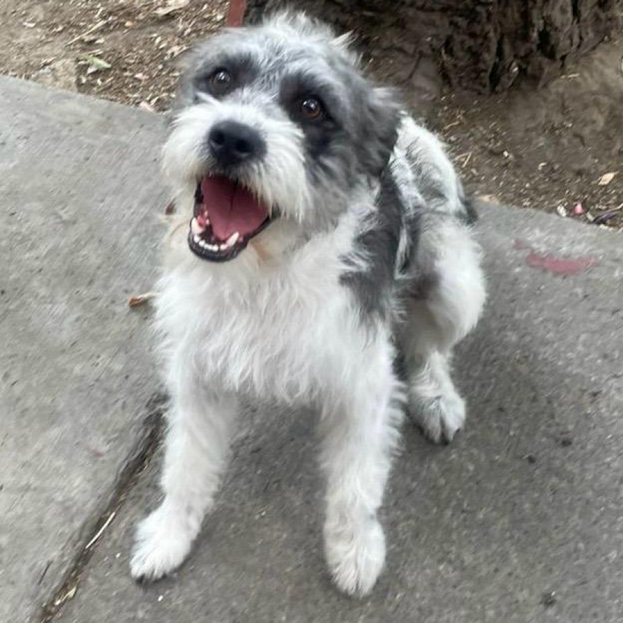 BOSSI | Raza Mestizo | En Adopción