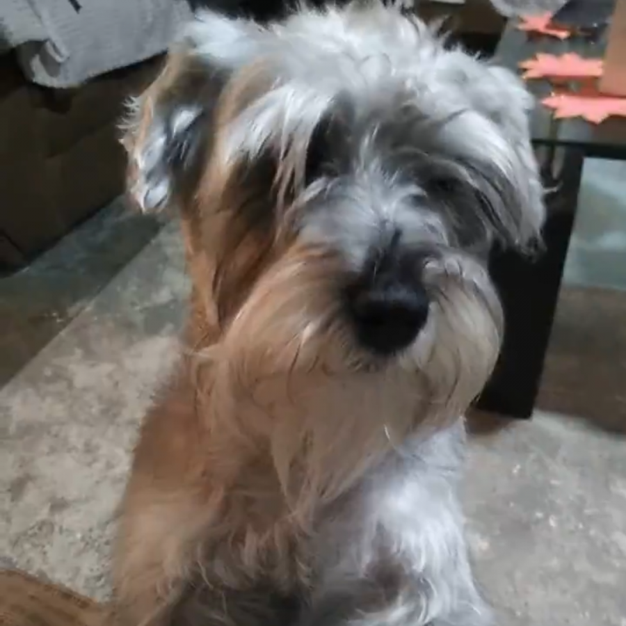 JAMES (JEIMS) | Raza Schnauzer | Perdido