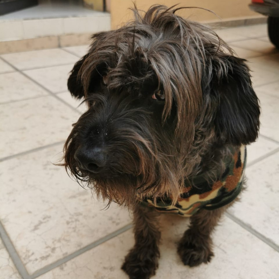 BLACKY | Raza Schnauzer | Perdido