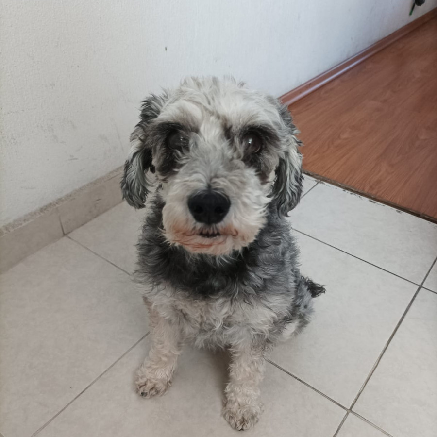 BLACKYTA | Raza Mestiza, cruza de Schnauzer | Perdida