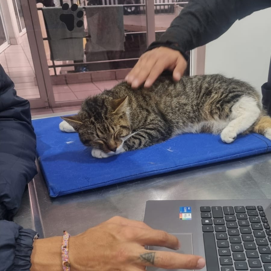  | Raza Doméstico Américano de Pelo Corto | Encontrada