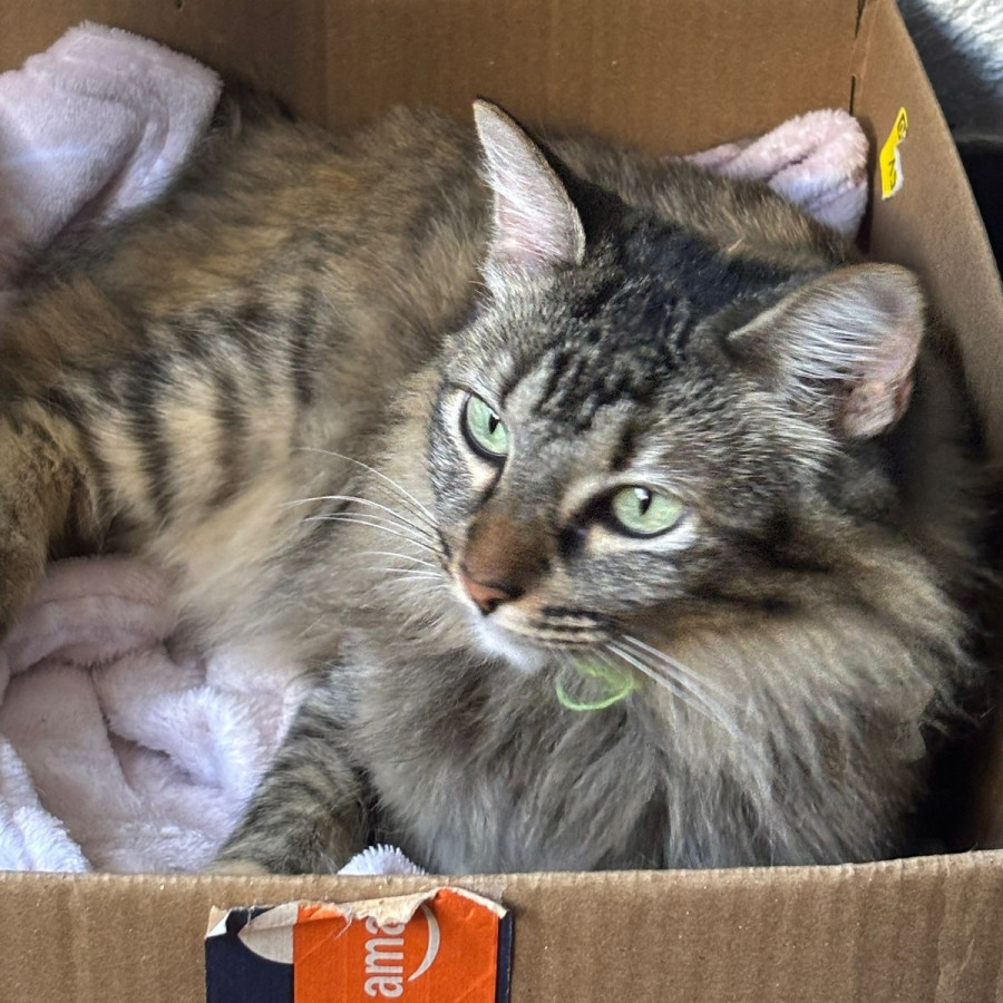 FRANCHY | Raza Doméstico Americano de pelo semilargo | Final Feliz