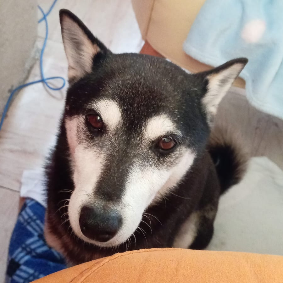 COCO | Raza Shiba Inú | Perdida