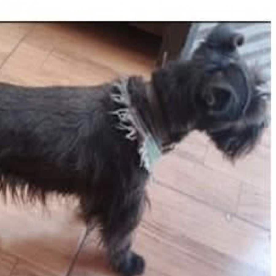 BOND | Raza Schnauzer Miniatura  | Final Feliz