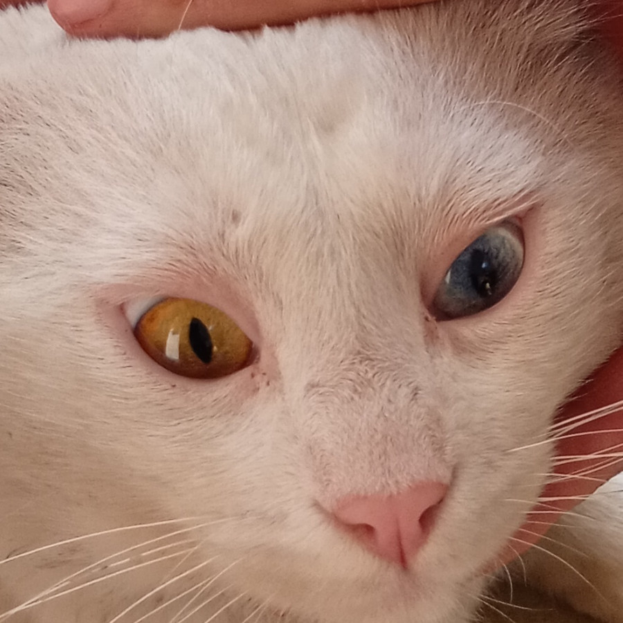  | Raza Khao Manee | Encontrado