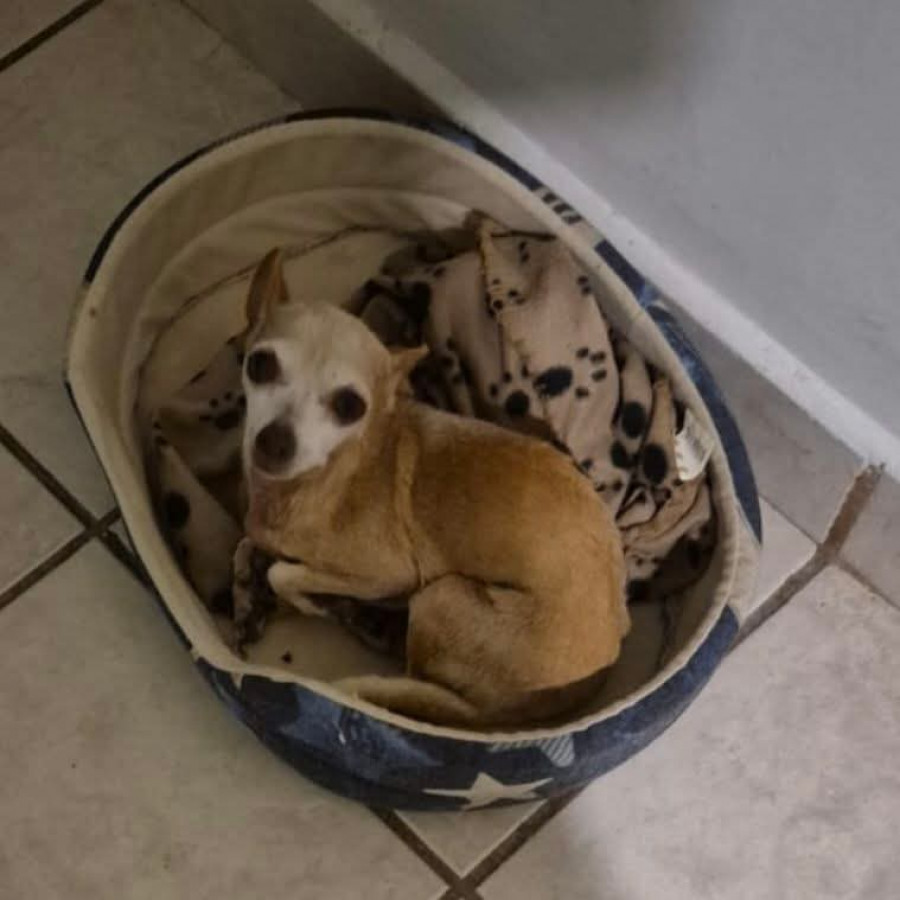 ARI | Raza Chihuahua | Perdida